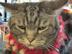 -平行世界·猫咖(首经贸店)