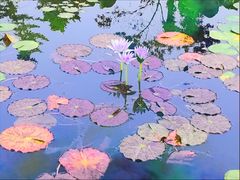 -国家植物园南园