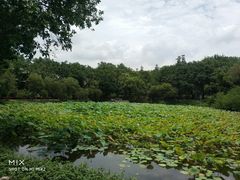 -云溪植物园