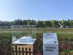 -荷兰花海