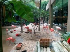 景观位-白虎自助餐厅·真老虎·景观自助餐厅(广州长隆酒店)