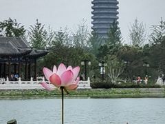 -西海子公园