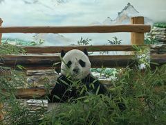 -西霞口神雕山野生动物世界