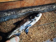 -好灶头妈妈菜·千岛湖土菜地标美食