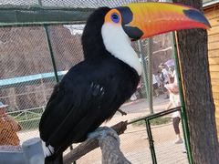 -西霞口神雕山野生动物世界