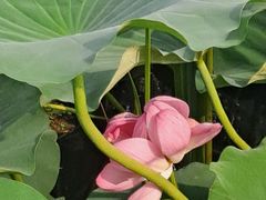 -羊亭河湿地公园