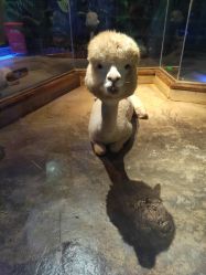 -未来动物城动物主题公园(大悦城店)