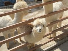 -栾川竹海野生动物园