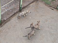 -青藏高原野生动物园