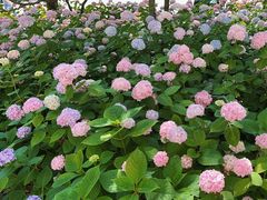 -上海滨江森林公园