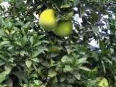 -武汉紫薇都市田园