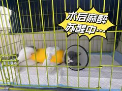 -喜多萌中农锦绣动物医院24H·猫科·牙科MRI·CT