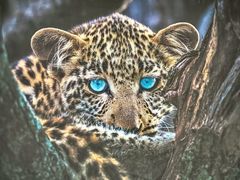 -罗红摄影艺术馆