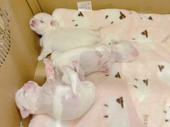 -谐和益家动物医院·免疫绝育·血液透析·宠保定点医院(高新伊藤分院)