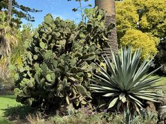 -墨尔本皇家植物园