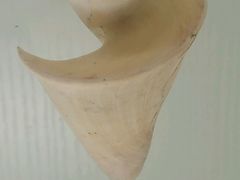 -青岛贝壳博物馆