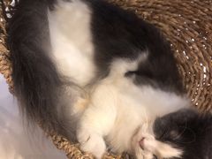 -飞行喵MR PILOT|猫舍·猫咖(静安大融城店)