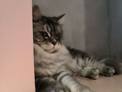 -猫儿山۰猫主题餐厅