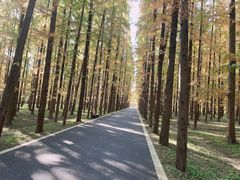 -东平国家森林公园
