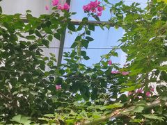 -呀路古热带植物园