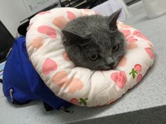 -达爱动物医院·犬猫分区·CT·复杂眼科(远洋山水分院)