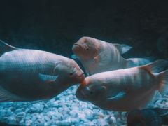 -左海海底世界