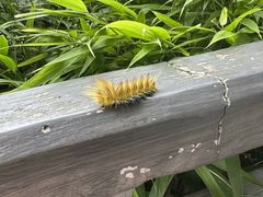 -中国大熊猫保护研究中心雅安碧峰峡基地