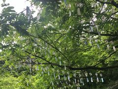 -少华山国家森林公园