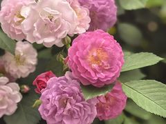 -上海市平和双语学校
