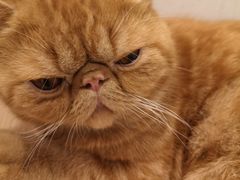 -飞行喵MR PILOT|猫舍·猫咖(静安大融城店)