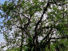 -中国科学院西双版纳热带植物园