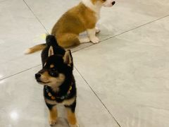 -柴犬小屋·柴餐厅·狗咖食堂(金鼎广场店)