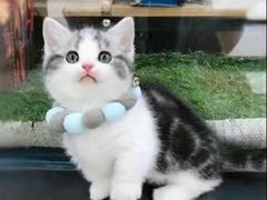 -70cat德文卷毛猫·缅因猫纯种猫舍