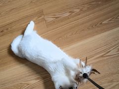 -东方名猫馆·英短金渐层布偶猫舍(环线广场1号楼店)