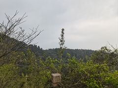 -树山生态村