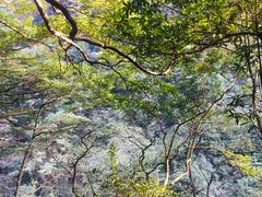 -武陵山森林公园