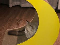 -十年猫舍·猫咪专门店(普陀店)