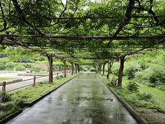 -嘉定紫藤园