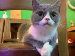 -李小姐の猫咖啡馆(五角场店)