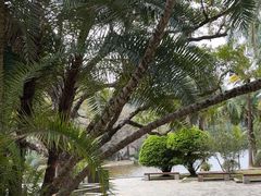 -深圳仙湖植物园