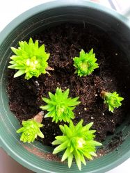 -杨卓刺青工作室·YZ STUDIO