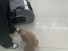 -全心全意连锁动物医院·微创中心·内科急重症·心脏专科(丰管路店)