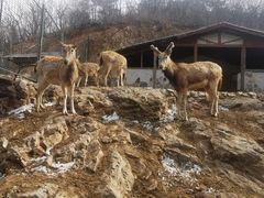 -大连森林动物园