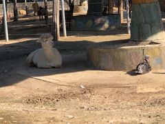 -石家庄市动物园