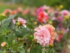 -铁山坪森林公园