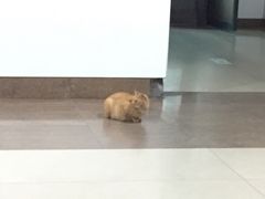 -上海市普陀区中心医院