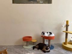 -猫力发电所·宠物专门店
