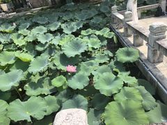 -江心屿景区