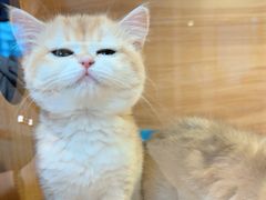-猫十亿·布偶金渐层·曼基康矮脚猫舍(青年路店)