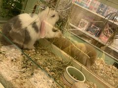 -龙猫仔乐园(惠福东路店)